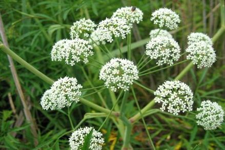 The boligoli plant is used in the treatment of prostatitis