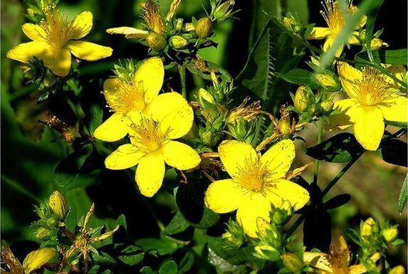 St. John's wort is a medicinal plant that helps in the fight against prostatitis